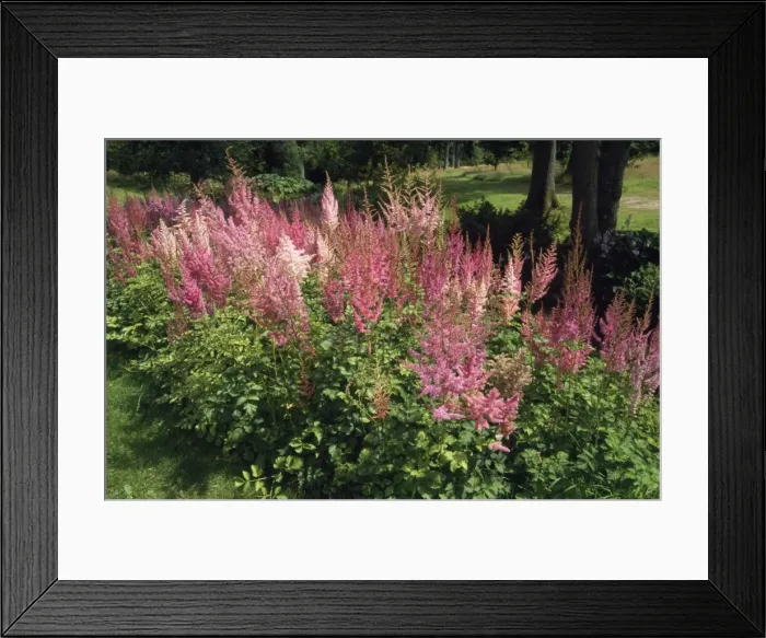 Framed Print : Astilbe Montgomery Framed Print : Astilbe Montgomery