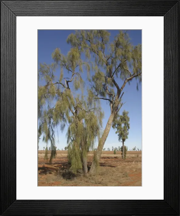 Framed Print : Waddywood trees At Mac Clarke Conservation Reserve, Northern Territory Australia. These hardwood trees used by Aborigines to make a waddy, a fighting stick or club Framed Print : Waddywood trees At Mac Clarke Conservation Reserve, Northern Territory Australia. These hardwood trees used by Aborigines to make a waddy, a fighting stick or club