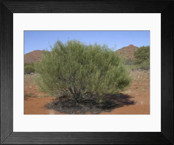 Framed Print : Desert Cassia Typical arid land shrub Framed Print : Desert Cassia Typical arid land shrub