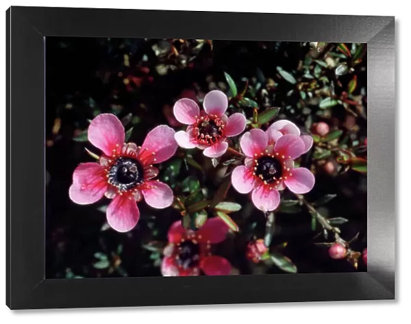 Manuka  /  New Zealand Tea Tree - pink flowers are garden varieties from the original white flower