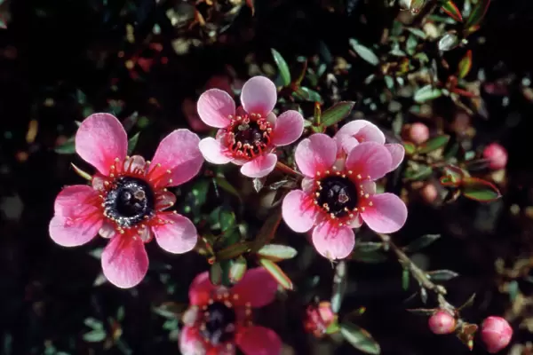 Manuka  /  New Zealand Tea Tree - pink flowers are garden varieties from the original white flower