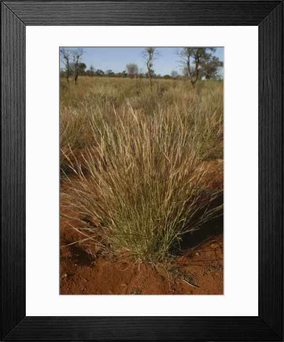 Framed Print : Bunch Keresene Grass / Mulga Grass / Curly-wire grass Native Australian grass Nthn South Australia, Australia Framed Print : Bunch Keresene Grass / Mulga Grass / Curly-wire grass Native Australian grass Nthn South Australia, Australia