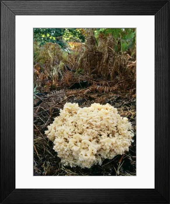 Framed Print : Cauliflower Fungus - parasitic on conifer tree Framed Print : Cauliflower Fungus - parasitic on conifer tree