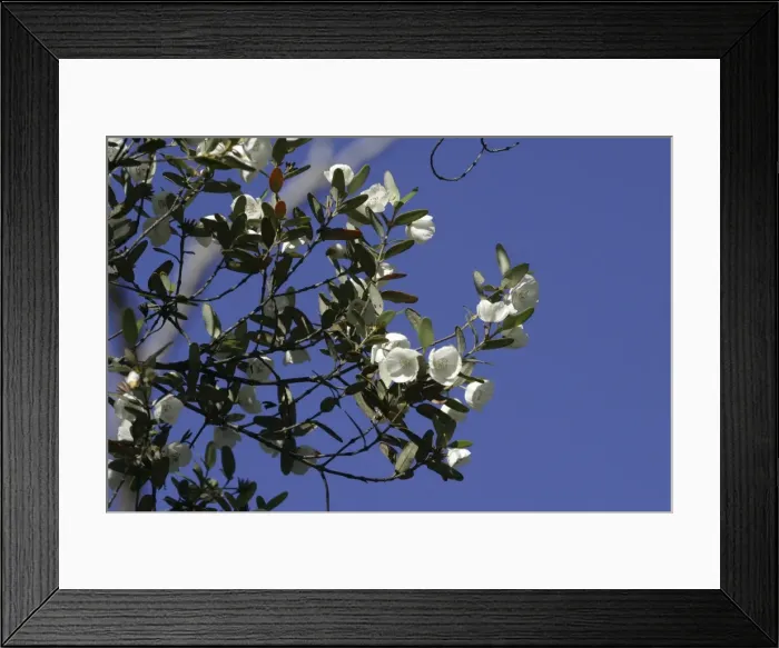 Framed Print : Leatherwood Mountain, Tasmania, Australia Grows in the wet forests of the West and South-west. Famous for the honey apiarists make from it. Cradle