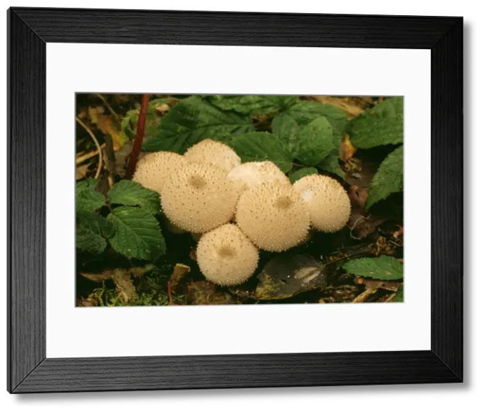 Framed Print : Common Puffball Fungi DAD 731 Lycoperdon perlatum © David Dixon / ARDEA LONDON Framed Print : Common Puffball Fungi DAD 731 Lycoperdon perlatum © David Dixon / ARDEA LONDON