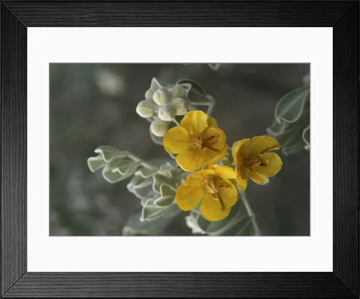 Framed Print : Helm's Cassia Northern South Australia, west of Marla, Australia Framed Print : Helm's Cassia Northern South Australia, west of Marla, Australia