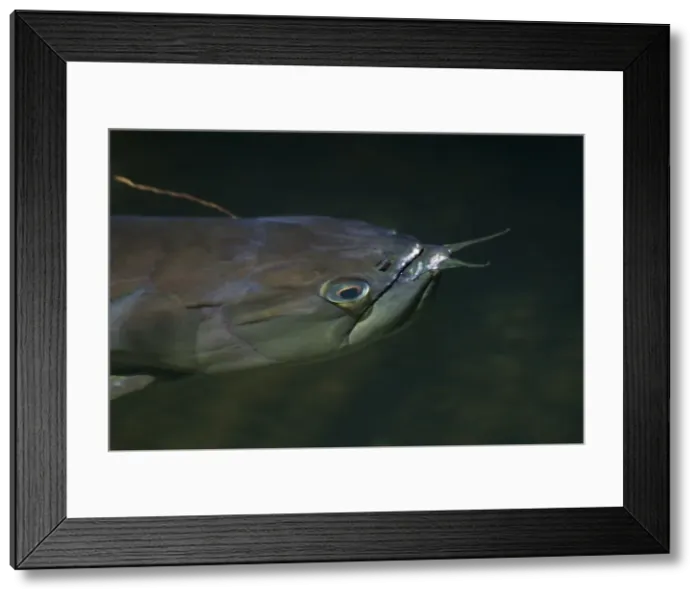Framed Print : Silver Arowana / Bony-tongued Fish - Found in the Amazon River basin and Guyana where they inhabit slow moving shallow waters. They are mouth brooders with the male incubating the eggs and young in his mouth for 60 days Framed Print : Silver Arowana / Bony-tongued Fish - Found in the Amazon River basin and Guyana where they inhabit slow moving shallow waters. They are mouth brooders with the male incubating the eggs and young in his mouth for 60 days