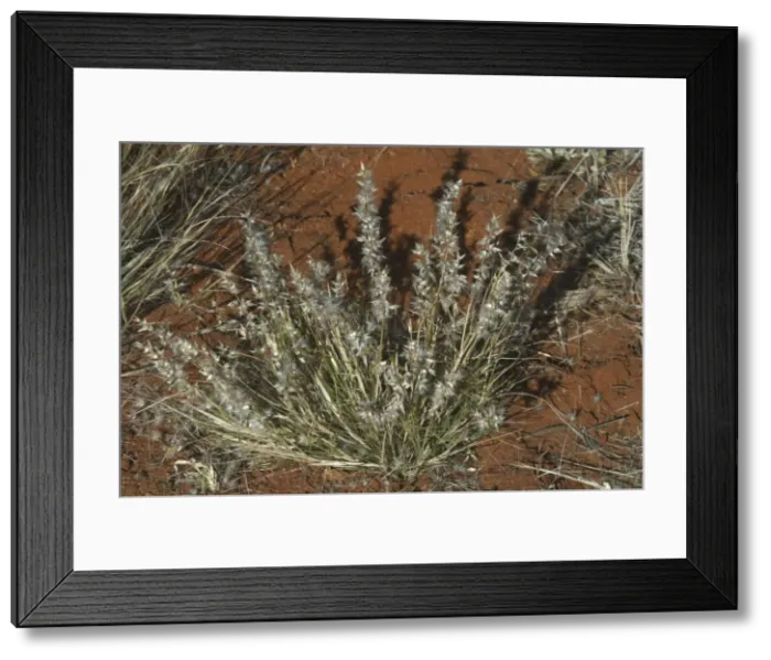 Framed Print : Native Oat-grass Native Australian grass. Northern South Australia, Australia Framed Print : Native Oat-grass Native Australian grass. Northern South Australia, Australia