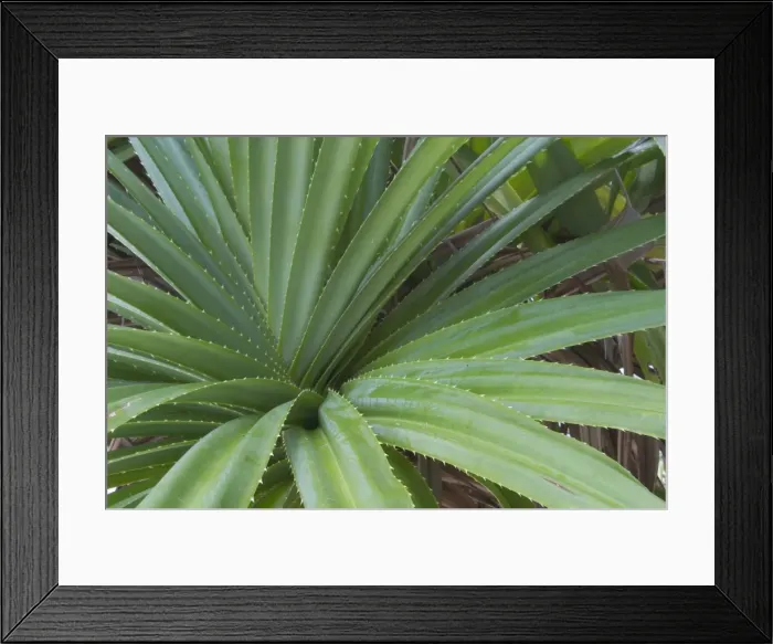 Framed Print : Pandanus - This is an endemic subspecies to the Cocos (Keeling) Islands, Indian Ocean Framed Print : Pandanus - This is an endemic subspecies to the Cocos (Keeling) Islands, Indian Ocean