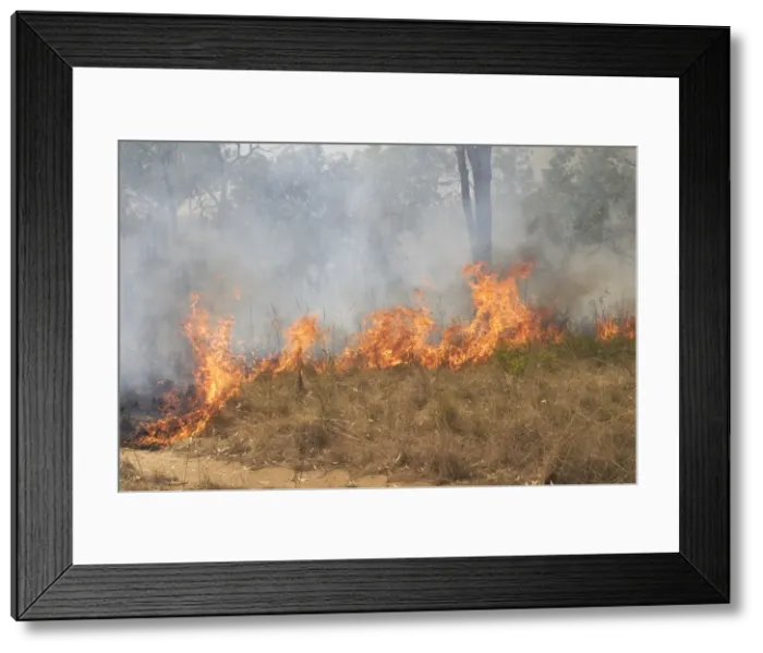 Framed Print : Grass Fire - In Australia a grass fire is a significant management tool for station owners. When lit just before the Wet Season a fire clears the land allowing excellent grass growth for the cattle when the rains come. Mt Elizabeth Framed Print : Grass Fire - In Australia a grass fire is a significant management tool for station owners. When lit just before the Wet Season a fire clears the land allowing excellent grass growth for the cattle when the rains come. Mt Elizabeth