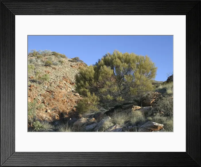 Framed Print : Hill Mulga - and Spinifex covered hillsides behind. Aboriginal use: Seeds eaten for food. Timber was used for artefacts especially for making the heavy fighting spear Framed Print : Hill Mulga - and Spinifex covered hillsides behind. Aboriginal use: Seeds eaten for food. Timber was used for artefacts especially for making the heavy fighting spear