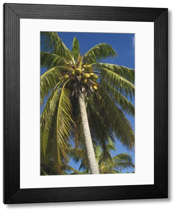 Framed Print : Coconut palm and coconuts - On West Island, Cocos (Keeling) Islands, Indian Ocean Framed Print : Coconut palm and coconuts - On West Island, Cocos (Keeling) Islands, Indian Ocean