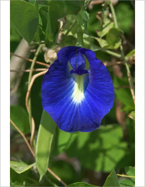Butterfly Pea flower - This is the purple variety. In India seeds and roots used as a purgative and roots as a cathartic and diuretic