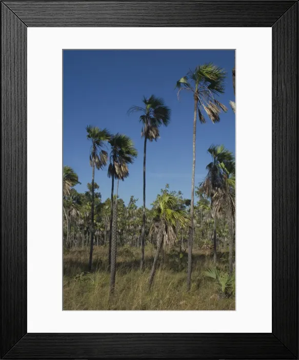 Framed Print : Fan Palm Endemic to the Kimberley Region of northern Western Australia. Stands of these unique palms are found on the Mitchell Plateau Framed Print : Fan Palm Endemic to the Kimberley Region of northern Western Australia. Stands of these unique palms are found on the Mitchell Plateau