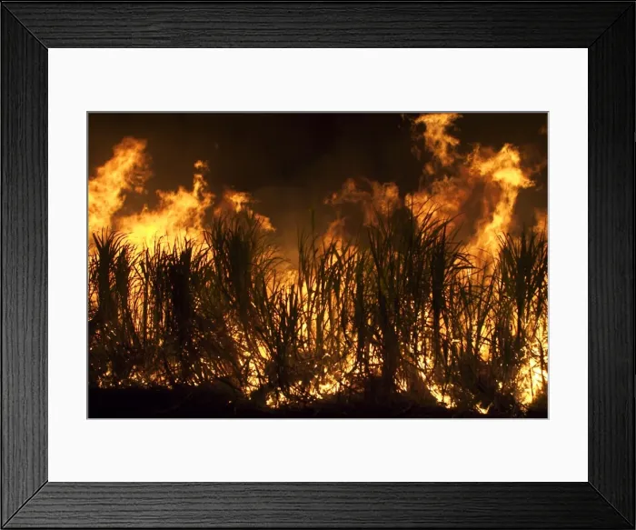 Framed Print : Sugarcane burning - Some sugarcane farmers burn their crop to remove dry leaves. This enables easier handling of the canes for processing. At Kununurra in the Ord River Irrigation Scheme agricultural lands. Western Australia Framed Print : Sugarcane burning - Some sugarcane farmers burn their crop to remove dry leaves. This enables easier handling of the canes for processing. At Kununurra in the Ord River Irrigation Scheme agricultural lands. Western Australia