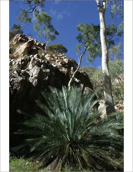 Cycad - Listed as vulnerable. The decline of the Black-footed Rock Wallaby may have had an effect on seed dispersal. This species only occurs in parts of the MacDonnell and Strangways Ranges