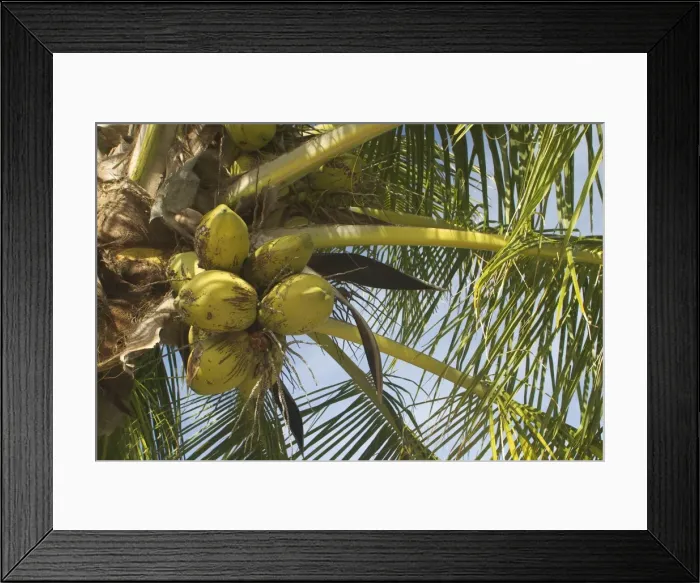 Framed Print : Coconuts - On Home Island, Cocos (Keeling) Islands, Indian Ocean Framed Print : Coconuts - On Home Island, Cocos (Keeling) Islands, Indian Ocean