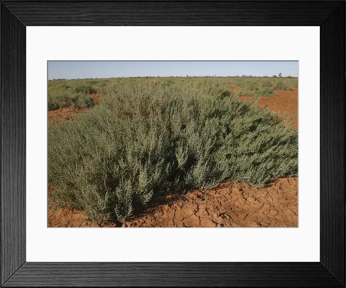 Framed Print : Dry lakebed Succulent - This species flourishes on dry lake beds which may remain dry for years. Australian aborigines eat the small seeds produced. Photographed at Newhaven Bird Sanctuary, Northern Territory, Australia Framed Print : Dry lakebed Succulent - This species flourishes on dry lake beds which may remain dry for years. Australian aborigines eat the small seeds produced. Photographed at Newhaven Bird Sanctuary, Northern Territory, Australia