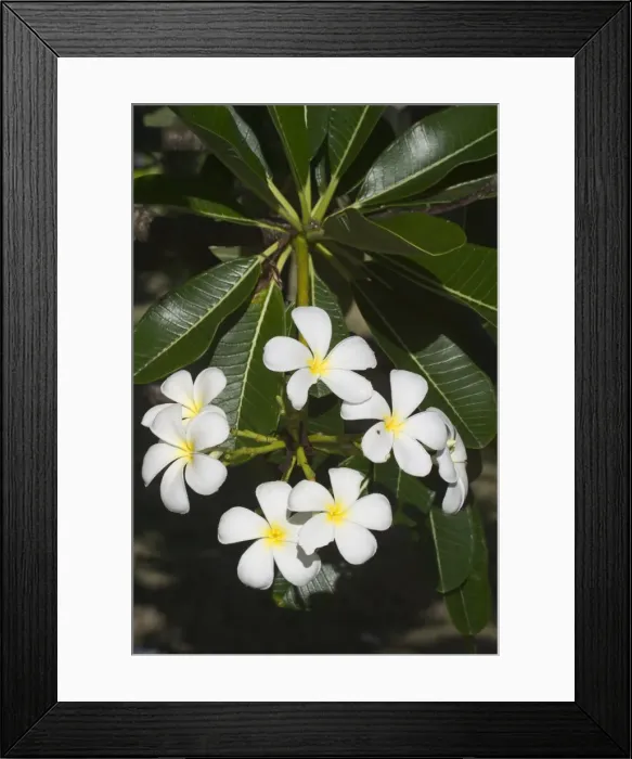 Framed Print : Frangipani - Native to tropical Central America but widely cultivated in temperate and tropical regions including Hawaii where it is used for leis, welcoming flower necklaces. On Cocos (Keeling) Islands, Indian Ocean Framed Print : Frangipani - Native to tropical Central America but widely cultivated in temperate and tropical regions including Hawaii where it is used for leis, welcoming flower necklaces. On Cocos (Keeling) Islands, Indian Ocean
