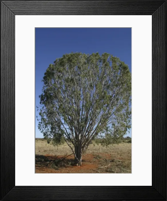 Framed Print : Weeping Pittosporum or Native Apricot West of Marla, northern South Australia, Australia. Aboriginal use: seeds ground and used as a poultice. Leaves boiled for colds Framed Print : Weeping Pittosporum or Native Apricot West of Marla, northern South Australia, Australia. Aboriginal use: seeds ground and used as a poultice. Leaves boiled for colds