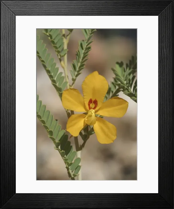 Framed Print : Butterfly Bush - Name refers to the flower. A native of the Alice Springs area inhabiting sandy country. Photographed in Alice Springs, Northern Territory, Australia Framed Print : Butterfly Bush - Name refers to the flower. A native of the Alice Springs area inhabiting sandy country. Photographed in Alice Springs, Northern Territory, Australia