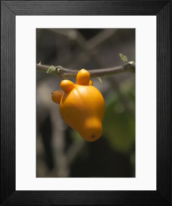 Framed Print : Nipple Brinjal / Nipple Fruit / Apple of Sodom / Love Apple / Tit Fruit / Turkey Berry(West Indian) - A member of the egg plant family but too bitter to eat. Used for display, flower arrangements Framed Print : Nipple Brinjal / Nipple Fruit / Apple of Sodom / Love Apple / Tit Fruit / Turkey Berry(West Indian) - A member of the egg plant family but too bitter to eat. Used for display, flower arrangements
