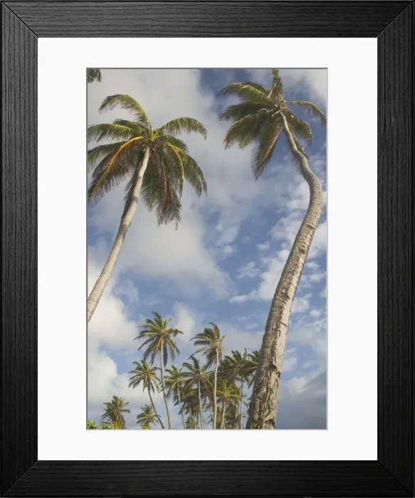 Framed Print : Coconut Palms - Home Island, Cocos (Keeling) Islands, Indian Ocean Framed Print : Coconut Palms - Home Island, Cocos (Keeling) Islands, Indian Ocean