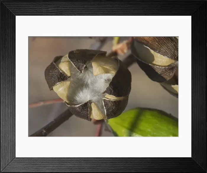 Framed Print : Kapok - Mature fruit splitting and releasing silky hairs embedded with seeds. Each seed has a parachute which can be dispersed by the wind. This species prefers rocky hill slopes and ridges Framed Print : Kapok - Mature fruit splitting and releasing silky hairs embedded with seeds. Each seed has a parachute which can be dispersed by the wind. This species prefers rocky hill slopes and ridges