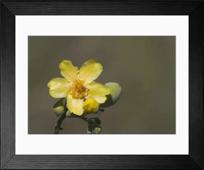 Framed Print : Kapok flower - Australian aborigines used the flowers and bark to make a drink when suffering a fever. The cottonwool from the pod was used for stuffing cushions and for body decoration. Kimberleys Western Australia Framed Print : Kapok flower - Australian aborigines used the flowers and bark to make a drink when suffering a fever. The cottonwool from the pod was used for stuffing cushions and for body decoration. Kimberleys Western Australia