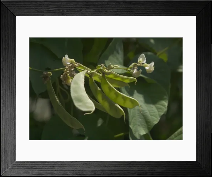 Framed Print : Snow Pea - The pod and seeds are all eaten as the pod has little fibre. Usually eaten before the peas are fully formed. Widely used in oriental cooking especially in stir fries Framed Print : Snow Pea - The pod and seeds are all eaten as the pod has little fibre. Usually eaten before the peas are fully formed. Widely used in oriental cooking especially in stir fries