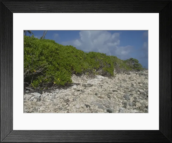 Framed Print : Beach Naupaka / Cabbage Bush Plants / Hawaiin Half-flower - Lining foreshore. Native to south eastern Asia, East Africa, Australia and the Pacific Islands including Hawaii Framed Print : Beach Naupaka / Cabbage Bush Plants / Hawaiin Half-flower - Lining foreshore. Native to south eastern Asia, East Africa, Australia and the Pacific Islands including Hawaii
