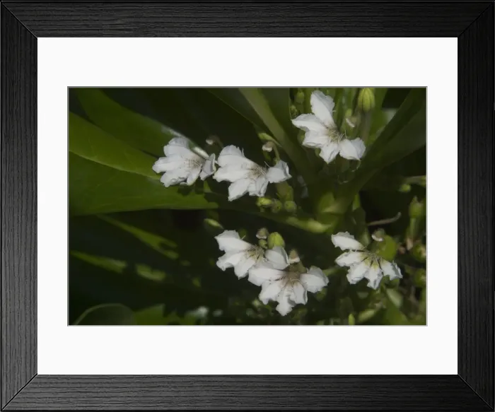 Framed Print : Beach Naupaka / Cabbage Bush / Hawaiin Half-flower - Native to south eastern Asia, East Africa, Australia and the Pacific Islands including Hawaii. Regarded as an invasive weed in many areas including Cocos (Keeling) Framed Print : Beach Naupaka / Cabbage Bush / Hawaiin Half-flower - Native to south eastern Asia, East Africa, Australia and the Pacific Islands including Hawaii. Regarded as an invasive weed in many areas including Cocos (Keeling)