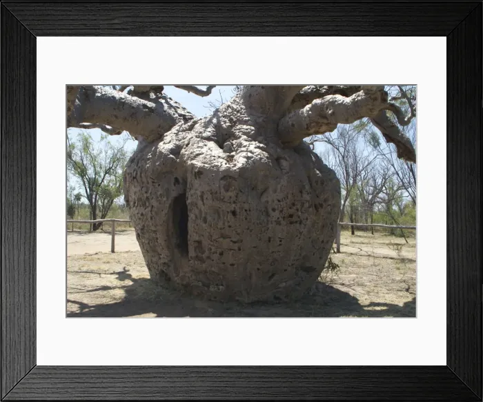 Framed Print : Baobab Tree - Famous tree used as temporary prison for aboriginals captured as slaves in the 1800s. Known as Boab Tree in Australia where it is the only species. Named after the explorer A. C. Gregory. All leaves are shed in the dry season Framed Print : Baobab Tree - Famous tree used as temporary prison for aboriginals captured as slaves in the 1800s. Known as Boab Tree in Australia where it is the only species. Named after the explorer A. C. Gregory. All leaves are shed in the dry season