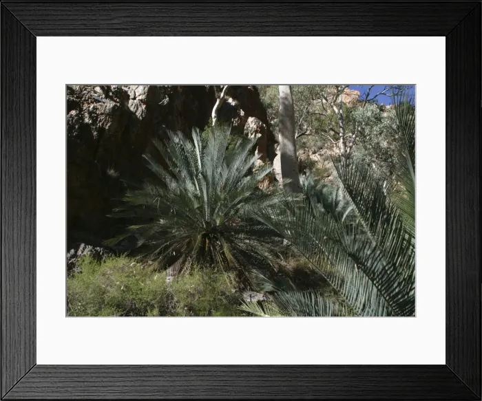 Framed Print : Cycad - The decline of the Black-footed Rock Wallaby may have had an effect on seed dispersal. Listed as vulnerable. This species only occurs in parts of the MacDonnell and Strangways Ranges Framed Print : Cycad - The decline of the Black-footed Rock Wallaby may have had an effect on seed dispersal. Listed as vulnerable. This species only occurs in parts of the MacDonnell and Strangways Ranges