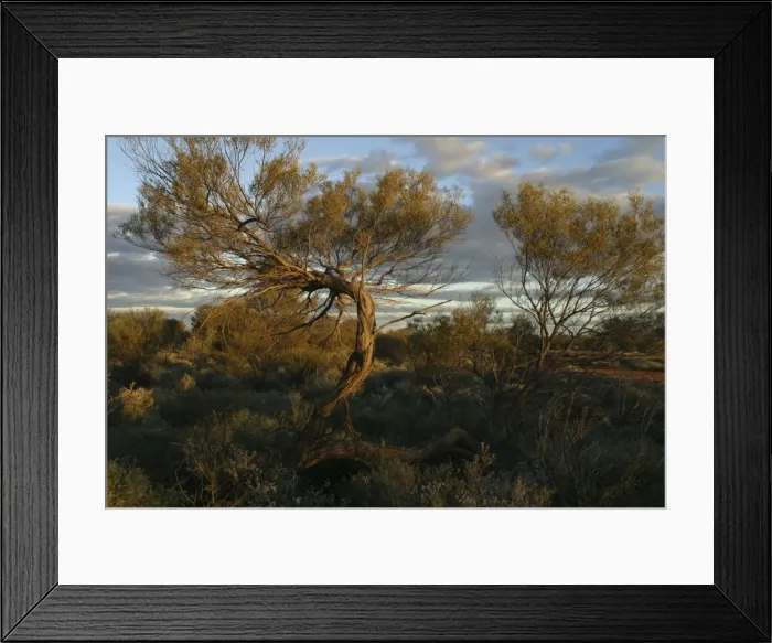 Framed Print : Mulga Trees Aboriginal use: Seeds roasted and ground to a paste. Is the most important source of wood for a wide variety of implements. Larvae from wasp galls found on Mulga Framed Print : Mulga Trees Aboriginal use: Seeds roasted and ground to a paste. Is the most important source of wood for a wide variety of implements. Larvae from wasp galls found on Mulga