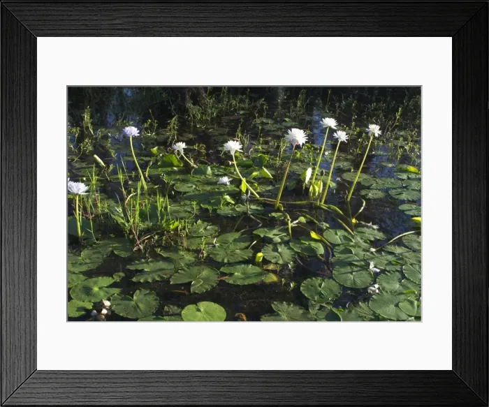 Framed Print : Waterlilies At Yellow Waters, Cooinda, in Kakadu National Park. A World Heritage listed National Park with wetlands of International Importance (Ramsar Convention) Framed Print : Waterlilies At Yellow Waters, Cooinda, in Kakadu National Park. A World Heritage listed National Park with wetlands of International Importance (Ramsar Convention)