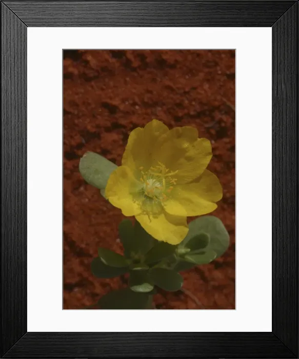 Framed Print : Large Pigweed - The tap root leaves and seeds were all eaten by aborigines Near Andado, Northern Territory, Australia Framed Print : Large Pigweed - The tap root leaves and seeds were all eaten by aborigines Near Andado, Northern Territory, Australia