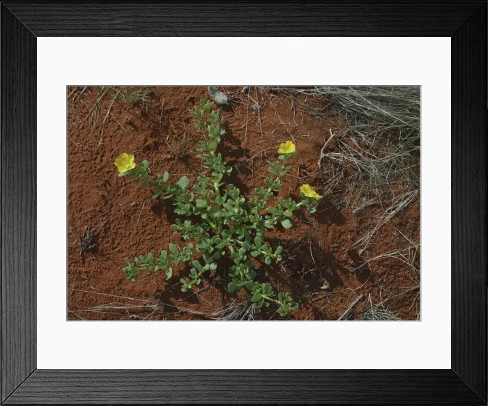 Framed Print : Large Pigweed - The tap root leaves and seeds were all eaten by aborigines Near Andado, Northern Territory, Australia Framed Print : Large Pigweed - The tap root leaves and seeds were all eaten by aborigines Near Andado, Northern Territory, Australia