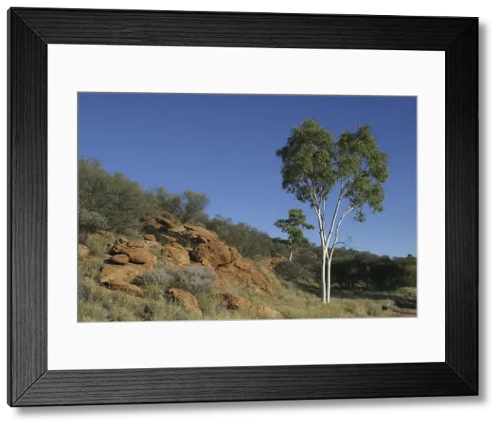 Framed Print : Ghost Gum in Alice Springs landscape. - This species grows only in central and northern Australia. Named after the gleaming white bark. Near Historical Telegraph Station, Alice Springs, Northern Territory, Australia Framed Print : Ghost Gum in Alice Springs landscape. - This species grows only in central and northern Australia. Named after the gleaming white bark. Near Historical Telegraph Station, Alice Springs, Northern Territory, Australia