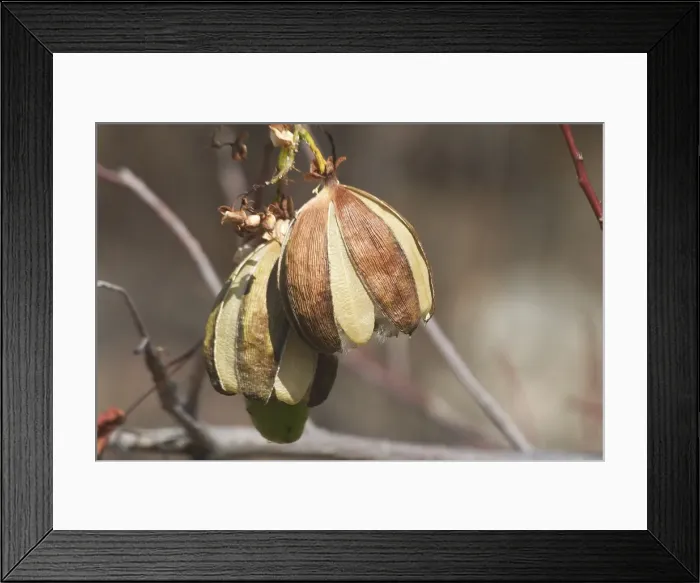Framed Print : Kapok - Mature fruit splitting and releasing silky hairs embedded with seeds. Each seed has a parachute which can be dispersed by the wind. This species prefers rocky hill slopes and ridges Framed Print : Kapok - Mature fruit splitting and releasing silky hairs embedded with seeds. Each seed has a parachute which can be dispersed by the wind. This species prefers rocky hill slopes and ridges