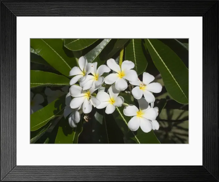 Framed Print : Frangipani - Native to tropical Central America but widely cultivated in temperate and tropical regions including Hawaii where it is used for leis, welcoming flower necklaces. On Cocos (Keeling) Islands, Indian Ocean Framed Print : Frangipani - Native to tropical Central America but widely cultivated in temperate and tropical regions including Hawaii where it is used for leis, welcoming flower necklaces. On Cocos (Keeling) Islands, Indian Ocean