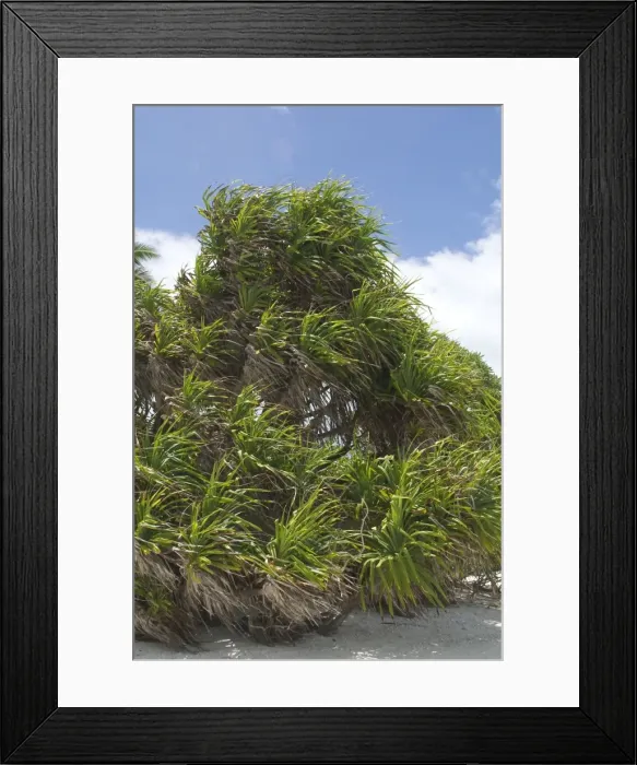 Framed Print : Pandanus - This is an endemic subspecies to the Cocos (Keeling) Islands, Indian Ocean Framed Print : Pandanus - This is an endemic subspecies to the Cocos (Keeling) Islands, Indian Ocean