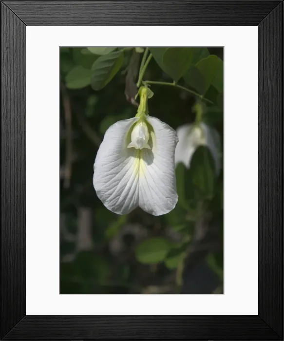 Framed Print : Butterfly Pea flower - This is the white variety. In India seeds and roots used as a purgative and roots as a cathartic and diuretic Framed Print : Butterfly Pea flower - This is the white variety. In India seeds and roots used as a purgative and roots as a cathartic and diuretic