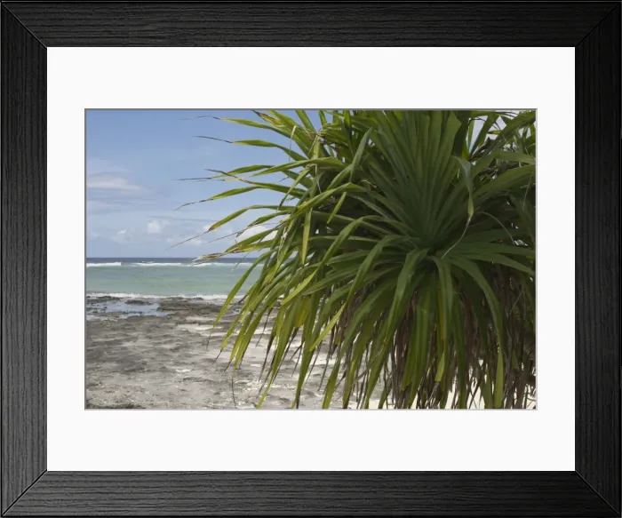 Framed Print : Pandanus - This is an endemic subspecies to the Cocos (Keeling) Islands, Indian Ocean Framed Print : Pandanus - This is an endemic subspecies to the Cocos (Keeling) Islands, Indian Ocean