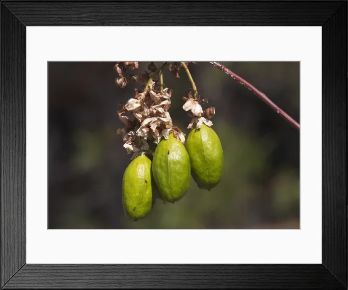 Framed Print : Kapok - After flowering green barrel-shaped fruits approximately 8cm long are produced. Australian aborigines used a bark and flower decoction which they drank for fevers Framed Print : Kapok - After flowering green barrel-shaped fruits approximately 8cm long are produced. Australian aborigines used a bark and flower decoction which they drank for fevers