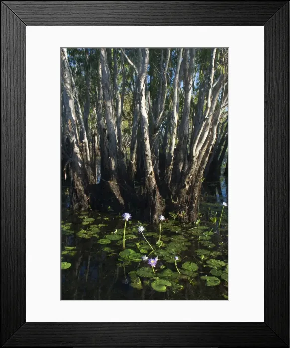 Framed Print : Paperbark trees - and waterlilies In the wetlands of Yellow Waters, Cooinda, in Kakadu National Park. A World Heritage listed National Park with wetlands of International Importance (Ramsar Convention) Framed Print : Paperbark trees - and waterlilies In the wetlands of Yellow Waters, Cooinda, in Kakadu National Park. A World Heritage listed National Park with wetlands of International Importance (Ramsar Convention)