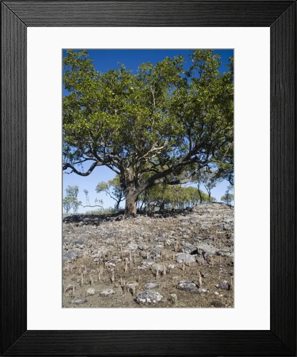 Framed Print : Apple Mangrove with pneumatophores Kimberley coastline near Sheep Island, Western Australia. Commonly found along the tropical northern Australian coastline. Also widespread from Africa through the Indian Ocean to the Pacific Framed Print : Apple Mangrove with pneumatophores Kimberley coastline near Sheep Island, Western Australia. Commonly found along the tropical northern Australian coastline. Also widespread from Africa through the Indian Ocean to the Pacific