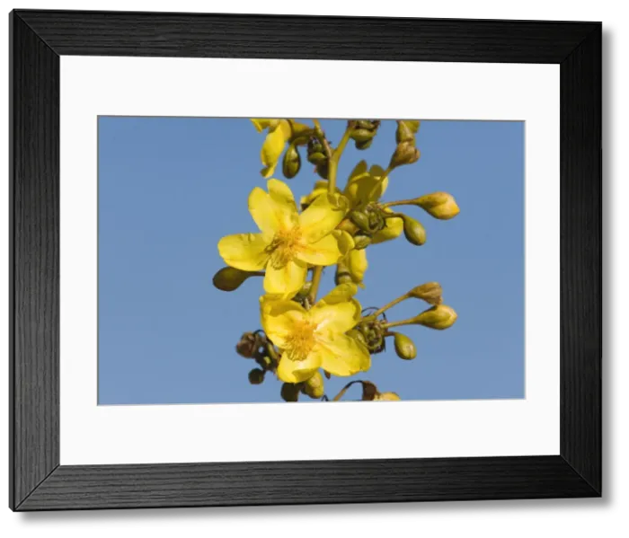 Framed Print : Kapok Flower At Manning Gorge, Kimberley, Western Australia. A concoction of the flowers and bark was drunk by Australian aborigines for fevers Framed Print : Kapok Flower At Manning Gorge, Kimberley, Western Australia. A concoction of the flowers and bark was drunk by Australian aborigines for fevers