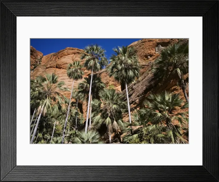Framed Print : Fan Palm Endemic to the Bungle Bungles area. Kimberley, Western Australia Framed Print : Fan Palm Endemic to the Bungle Bungles area. Kimberley, Western Australia