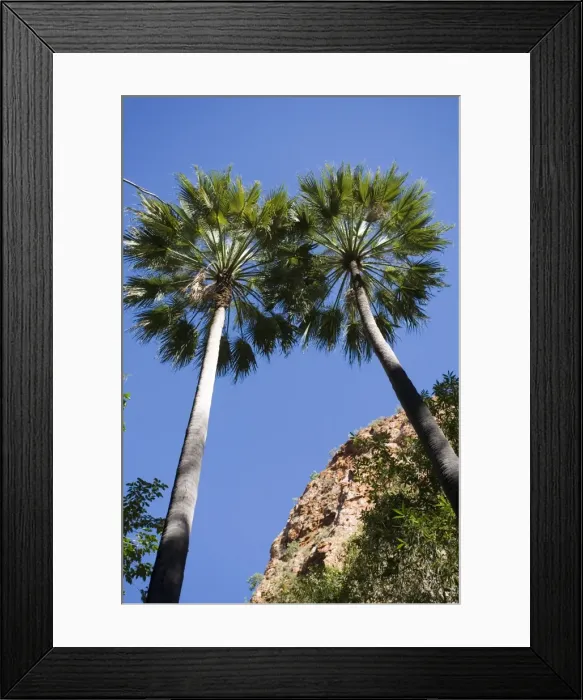 Framed Print : Fan Palm Found in the far northeast of Western Australia. At a gorge on the El Questro cattle station, Kimberley, Western Australia Framed Print : Fan Palm Found in the far northeast of Western Australia. At a gorge on the El Questro cattle station, Kimberley, Western Australia